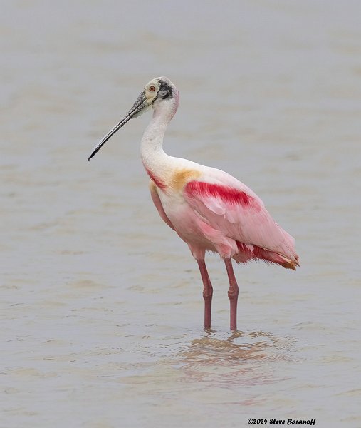 _B248982 roseatte spoonbill.jpg